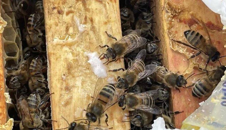 Arıları ne kadar tanıyorsunuz? Arılar hakkında ilginç bilgiler 20